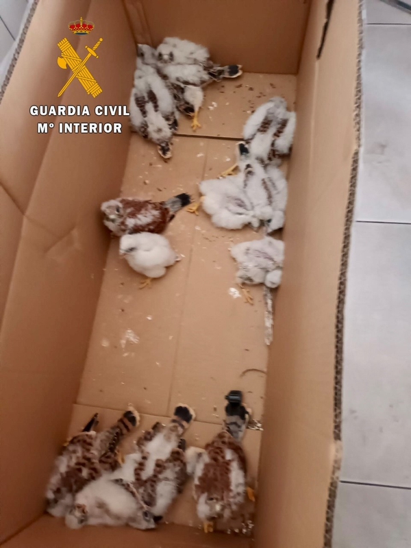Investigados por un delito contra la fauna tras ser sorprendidos con 13 pollos de cernícalo primilla