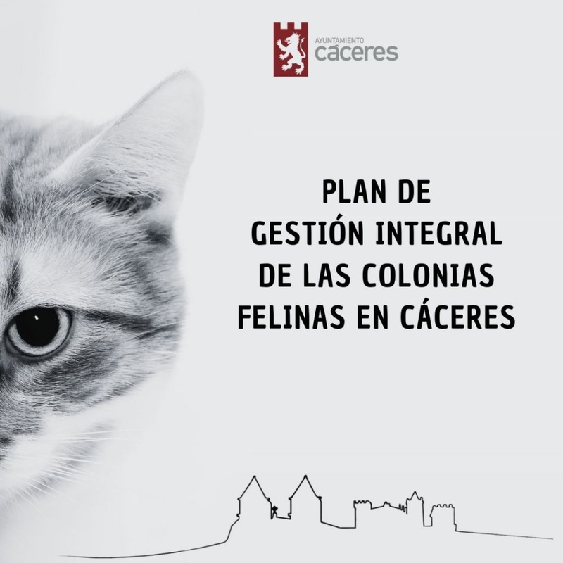 El Ayuntamiento de Cáceres licita el plan de control integral de las colonias felinas de la ciudad